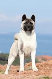 AKITA AMERICAIN 176